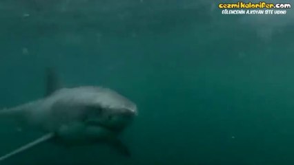 Köpekbalığı İle Karşılaşan Adamın Dramı