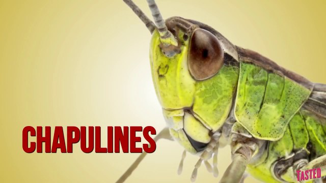 Savory Mexican Grasshoppers aka Chapulines - Why Would You Eat That?