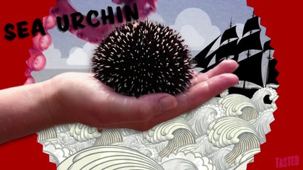 Uni aka Purple Sea Urchin - Why Would You Eat That?