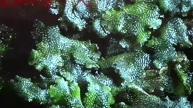 CES 2012: Toshiba 4K Display