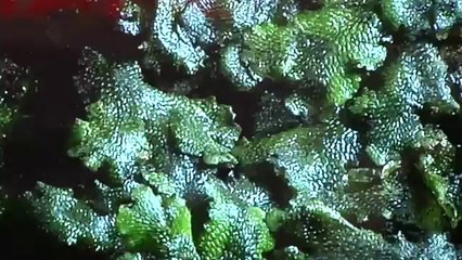 CES 2012: Toshiba 4K Display