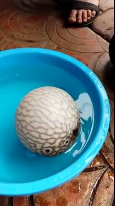 Amazing Fish