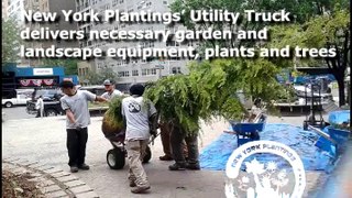 New York Plantings' Courtyard Renovation and Largest Irrigation Installation in Manhattan, New York (1)