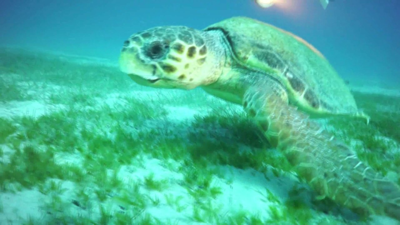 Vira Tanıtım Filmi