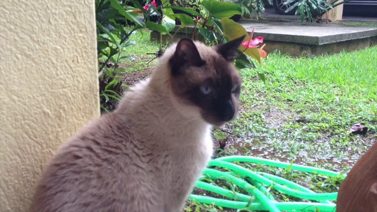 O BICHO E A CHUVA