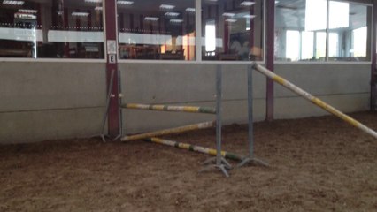 Poney de sport 4ans