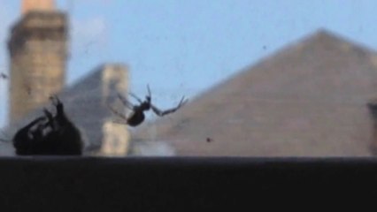 Bourdon piégé dans une toile d'araignée, sauver par un autre bourdon!