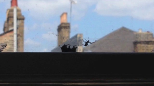 Bumblebee trapped in spider's web rescued by his bumblebee friend: Awesome bugs...