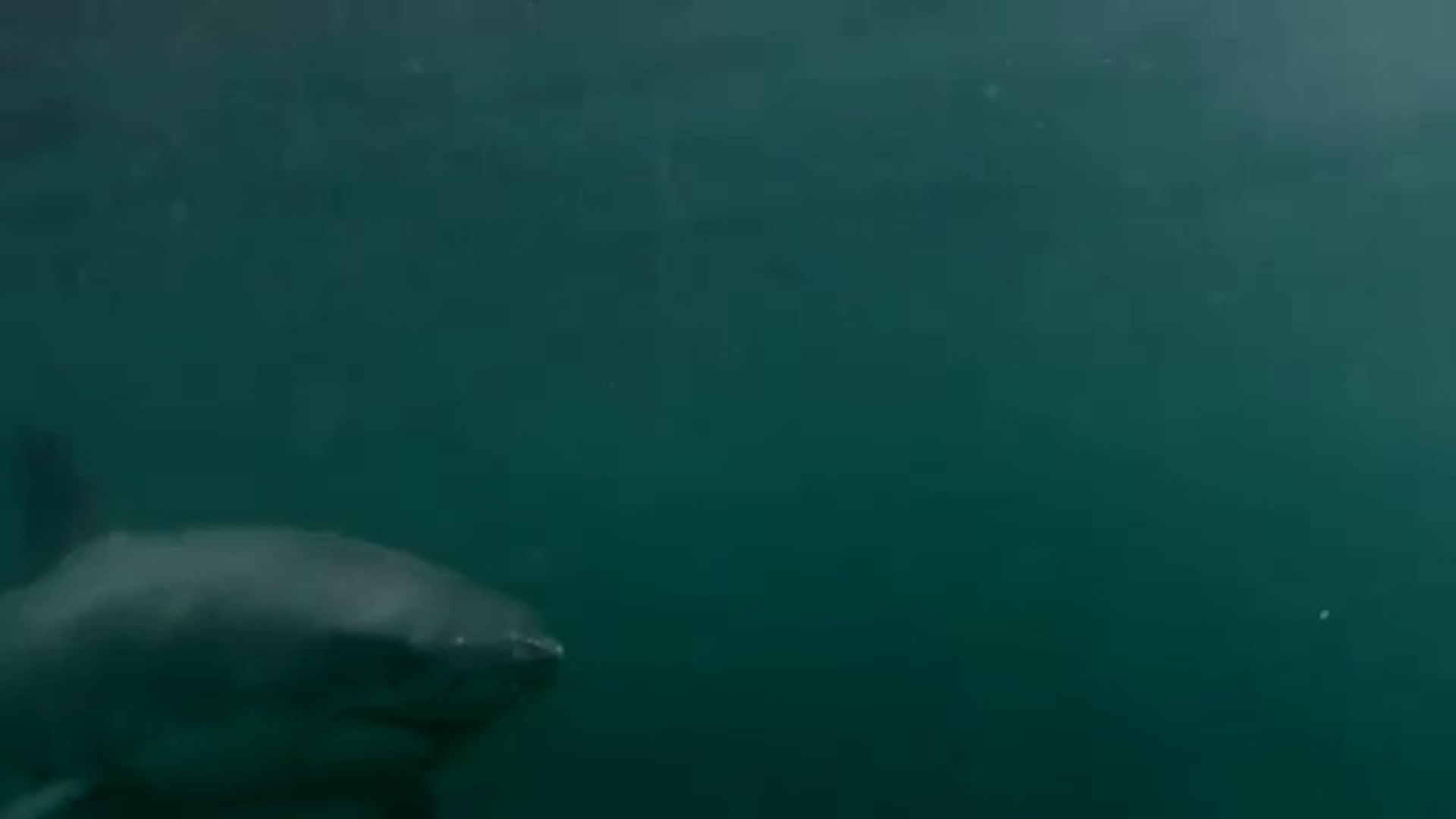 Violent White Shark attack : Diver Fights Off Great White Shark In Sydney  Harbour - Vidéo Dailymotion