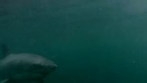 Violent White Shark attack : Diver Fights Off Great White Shark In Sydney Harbour