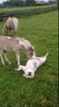 Dog And Mini-Horse Are Adorable Best Friends