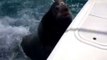 Sea Lion Hitches a Ride on a Boat for Food