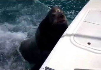 Sea Lion Hitches a Ride on a Boat for Food