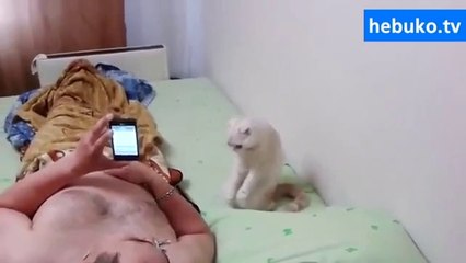 Rus milli marşını duyunca hazır ola geçen milliyetçi kedi :)))