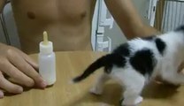 Yavru Kedi Sütü Görünce..