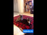iki kedinin süper uyumlu dansı - harika!