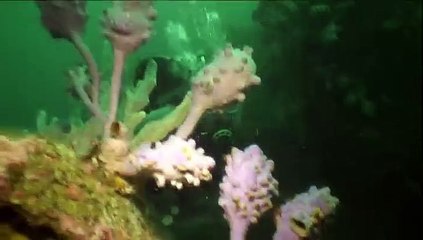 Ben Cropp: Little Known Wonders Of Sydney Harbour