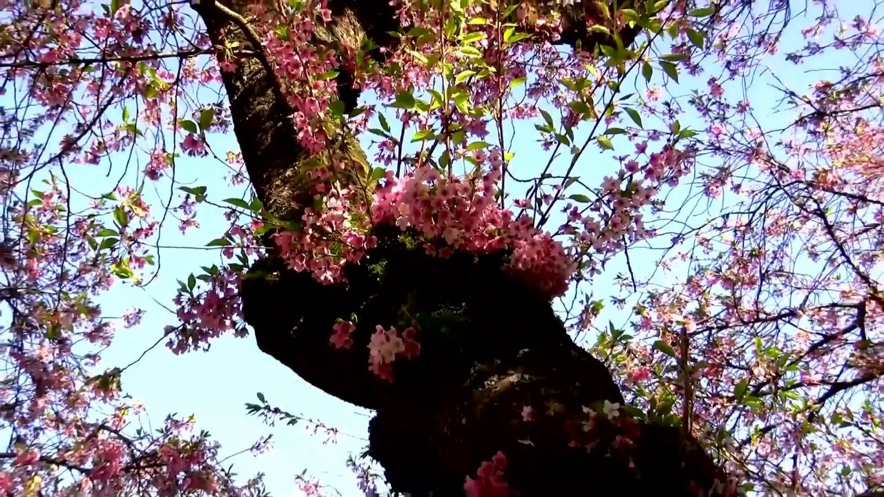 Four Seasons - Vivaldi - Spring (Full HD)