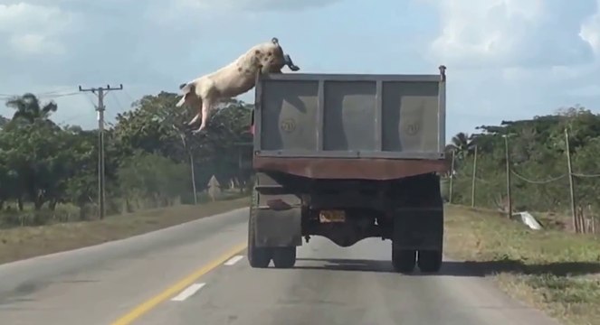 Un cochon s'échappe d'un camion en route pour l'abattoir