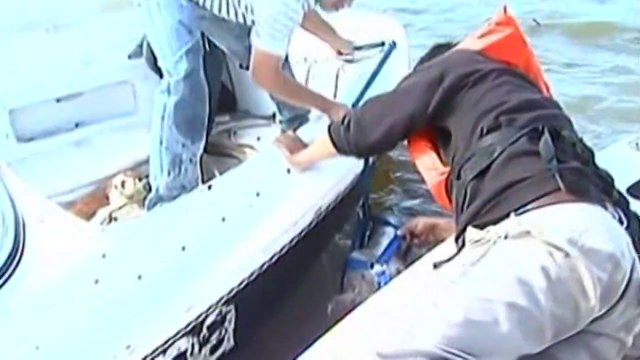 Dramatic rescue: Argentine farmers rush to save livestock