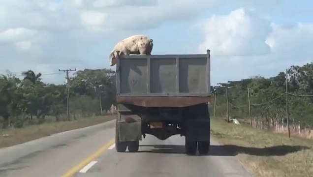 Un cochon saute d'un camion qui le transportait à l'abattoir ! a voir