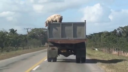 Un cochon saute d'un camion qui le transportait à l'abattoir ! a voir