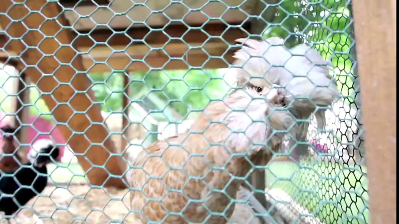 Jardins, Jardin : tendance 2014, des poulaillers urbains