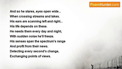 Denis Martindale - Forest Stream