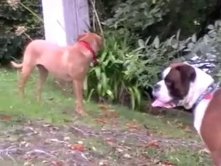 How to understand your dog better using calming signals