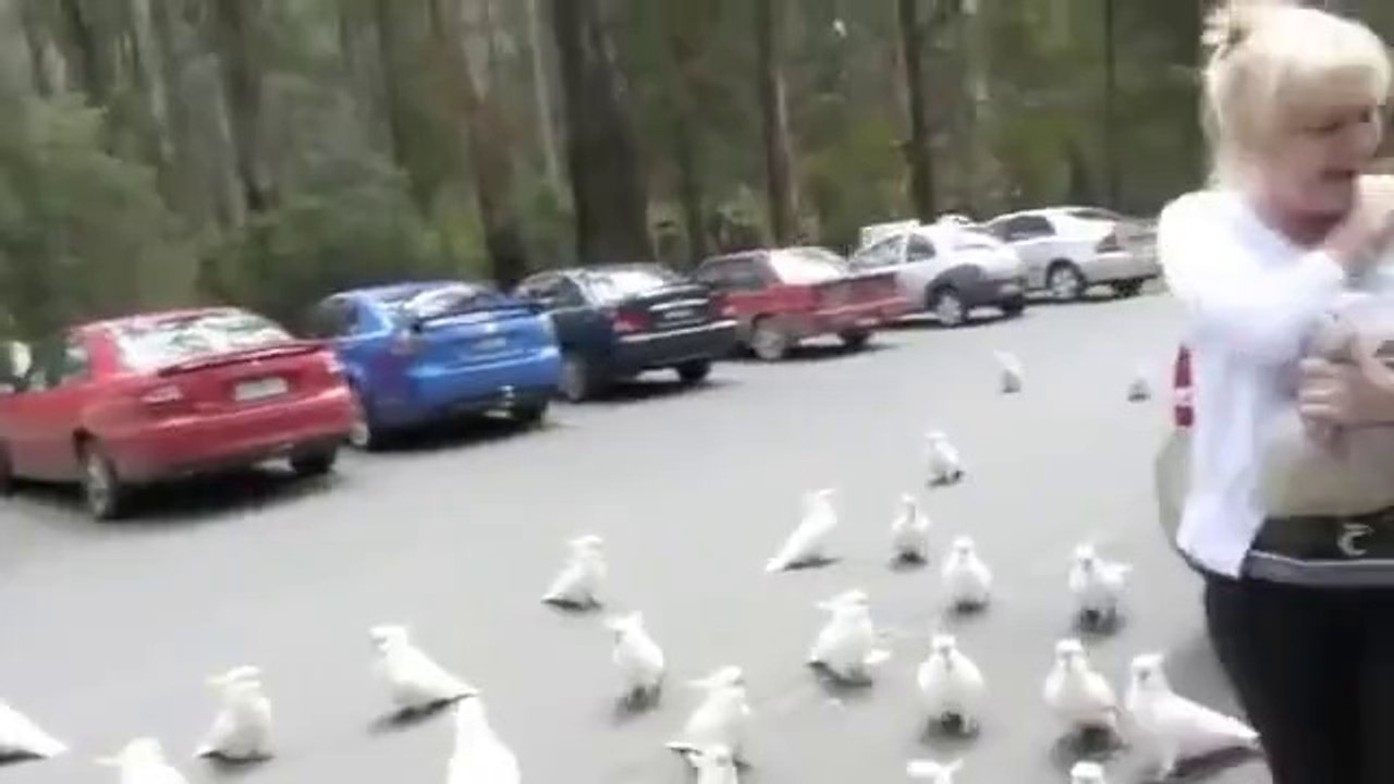 many cockatos