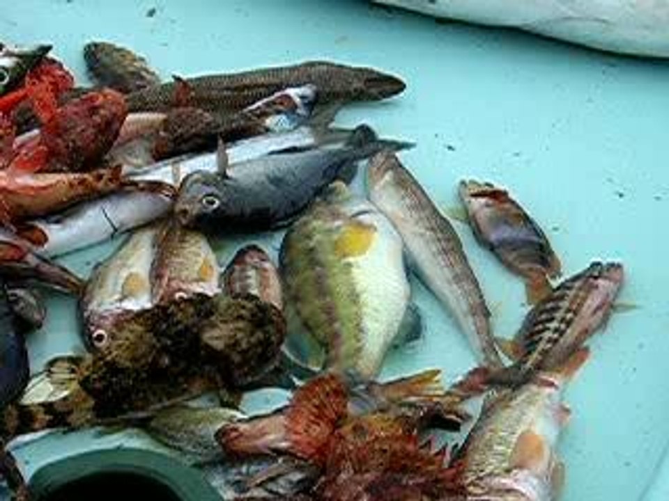 Poissons