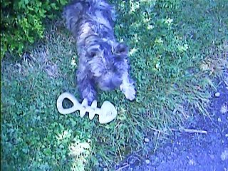 Jaudy s'amuse à midi