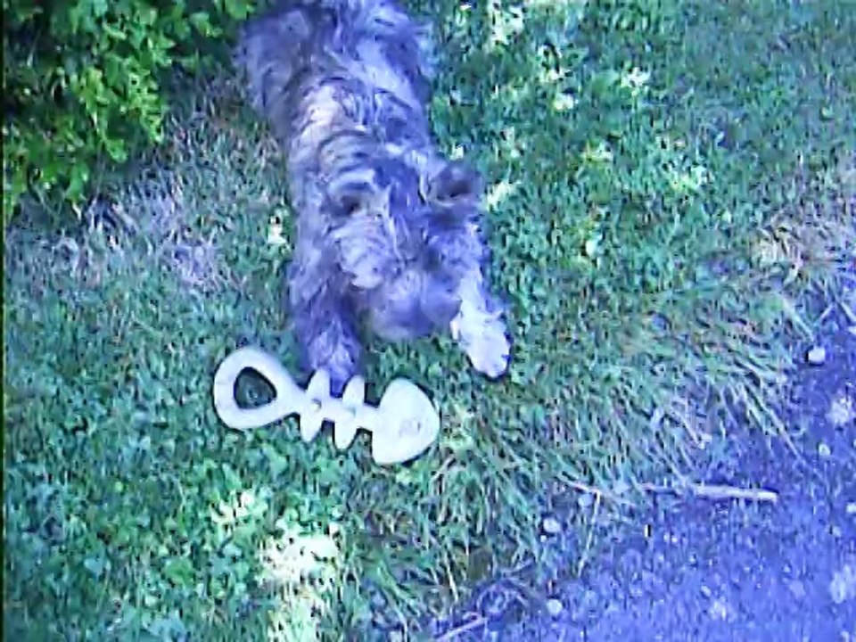 Jaudy s'amuse à midi