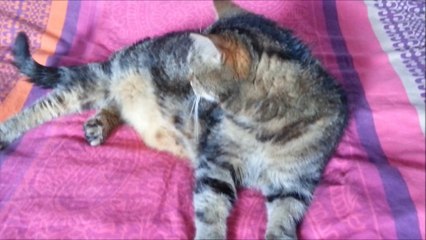 la grêle à Thiefosse 12 juin 2014