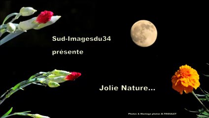 JOLIE NATURE