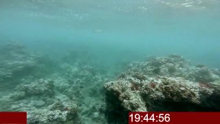 snorkeling Maui filmed with GoPro Hero3+