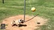 dog plays tetherball