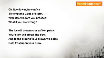 David McLansky - Crocuses