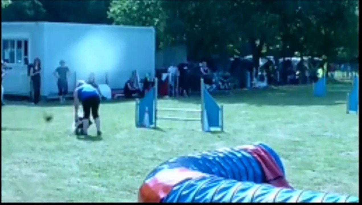 Concours agility vertou GIFT cocker anglais