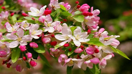 Spring 14 - blossom Apple (HD720)