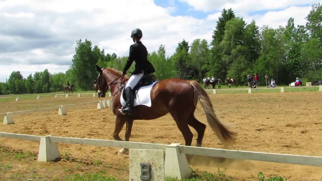 Reprise de dressage niveau entrainement.