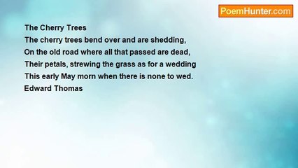 john tiong chunghoo - The Cherry Trees