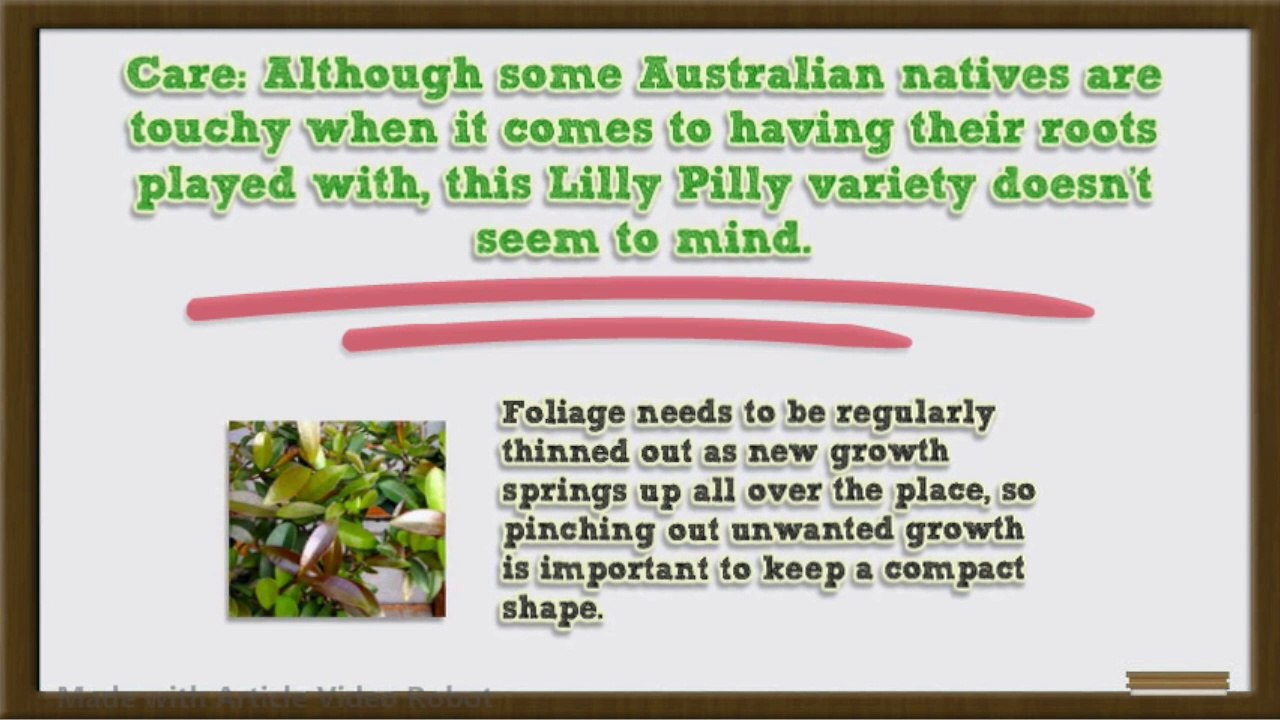 Bonsai Tree Care Lilly Pilly