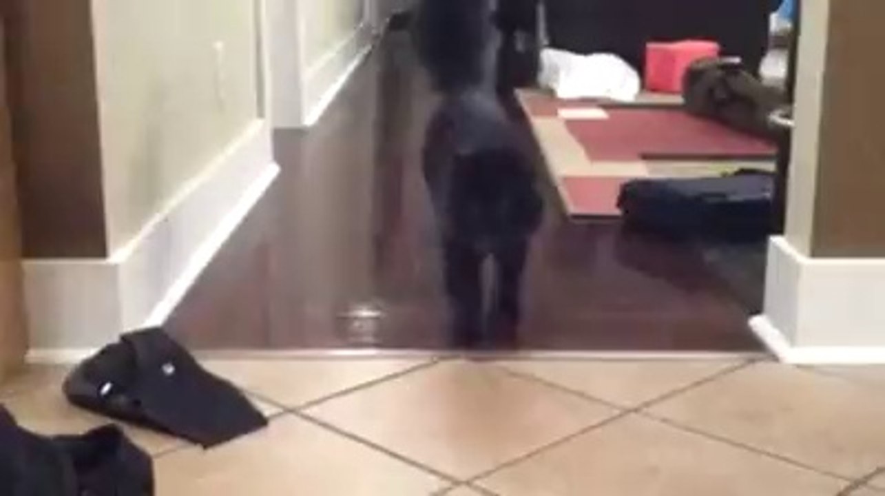 Cat Plays fetch