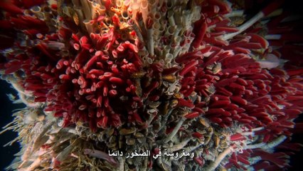 براكين أعماق البحار IMAX