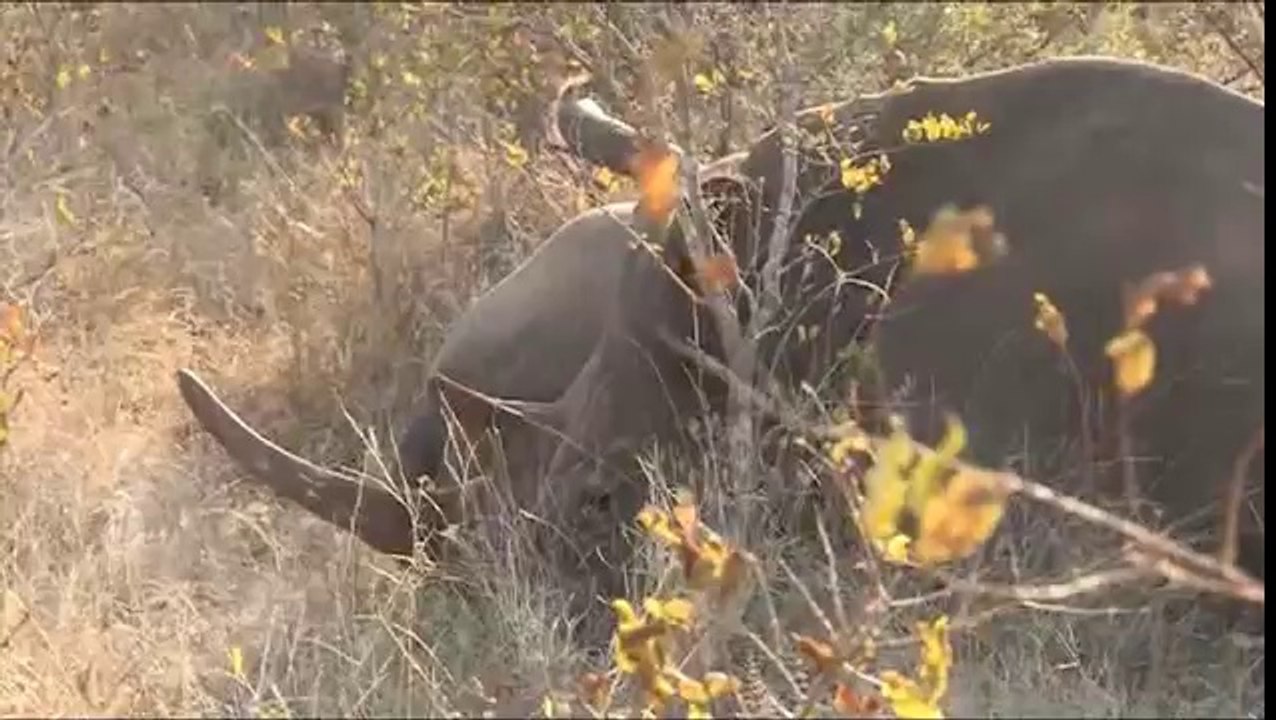 African Wildlife Stock footage - Photos of Africa Download Animal Stock Photos