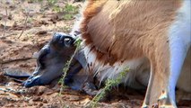Free Stock Footage Wildlife Springbok Giving Birth - Download Animal Stock Photos