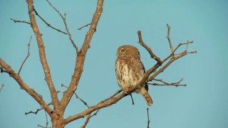 Free Wildlife Stock Footage Owl in TreeDownload Free Stock Photos