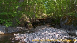 Stock Footage HD - Wildlife Wintergrüße Download Animal Stock Photos