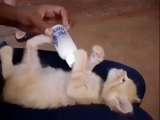 Yavru kedinin süt keyfi